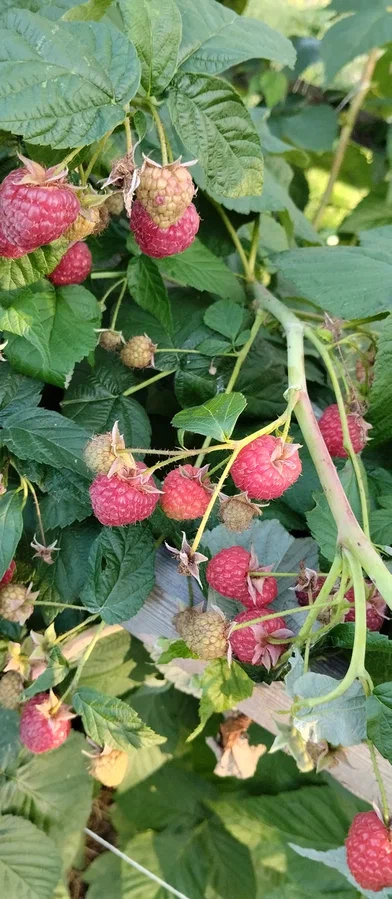 Малина, жаль фото не передает цвет и количество ягод