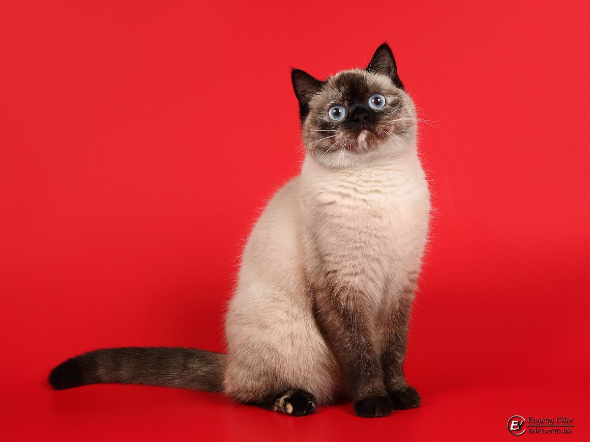 Кошка Anna Belle Origrace of Cherny Tal (торти пойнт)