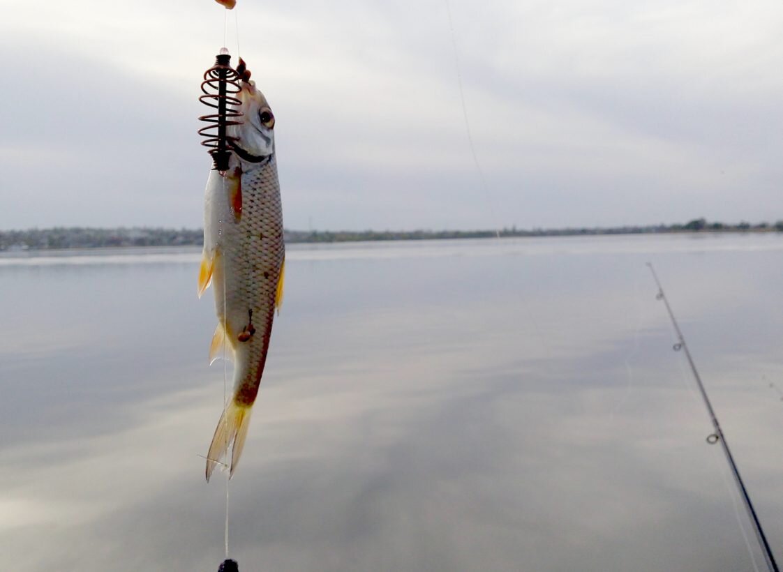 Снасть на плотву весной. Плотва. Ловля плотвы весной. Весенняя плотва. На что ловится плотва весной.