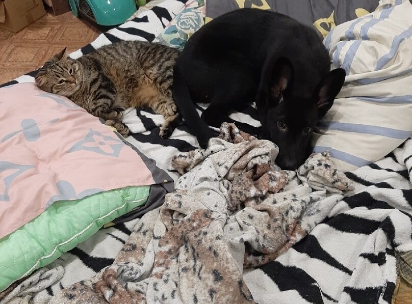 Пока я в отъезде, Федор гостит у моей мамы и отлично дружит с Сэмом)