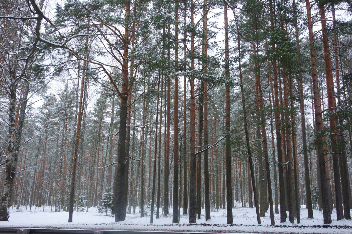 Въехав в Серово, поглядывайте направо. Там за соснами прячется обрыв. 