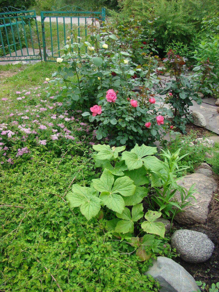 Вот они, эти интересные листочки!