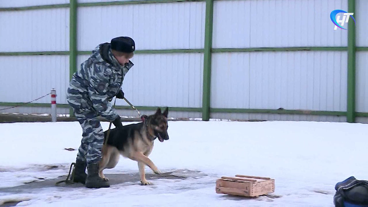 Профессиональный кинолог Оксана Дмитриева уже 15 лет дрессирует служебных  собак | Новгород-ТВ.ру (Новгородское ТВ) | Дзен