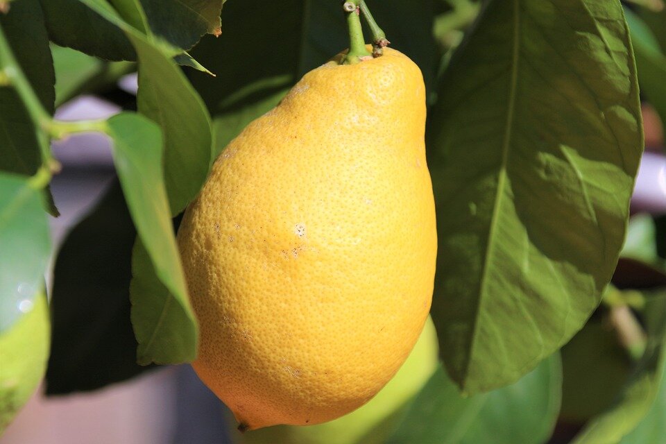 одно дерево может дать до 700 лимонов за сезон