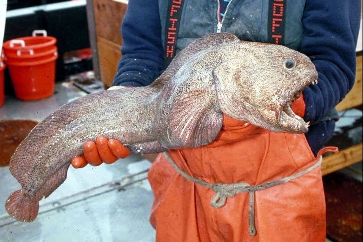 Рыба зубатка фото где водится описание