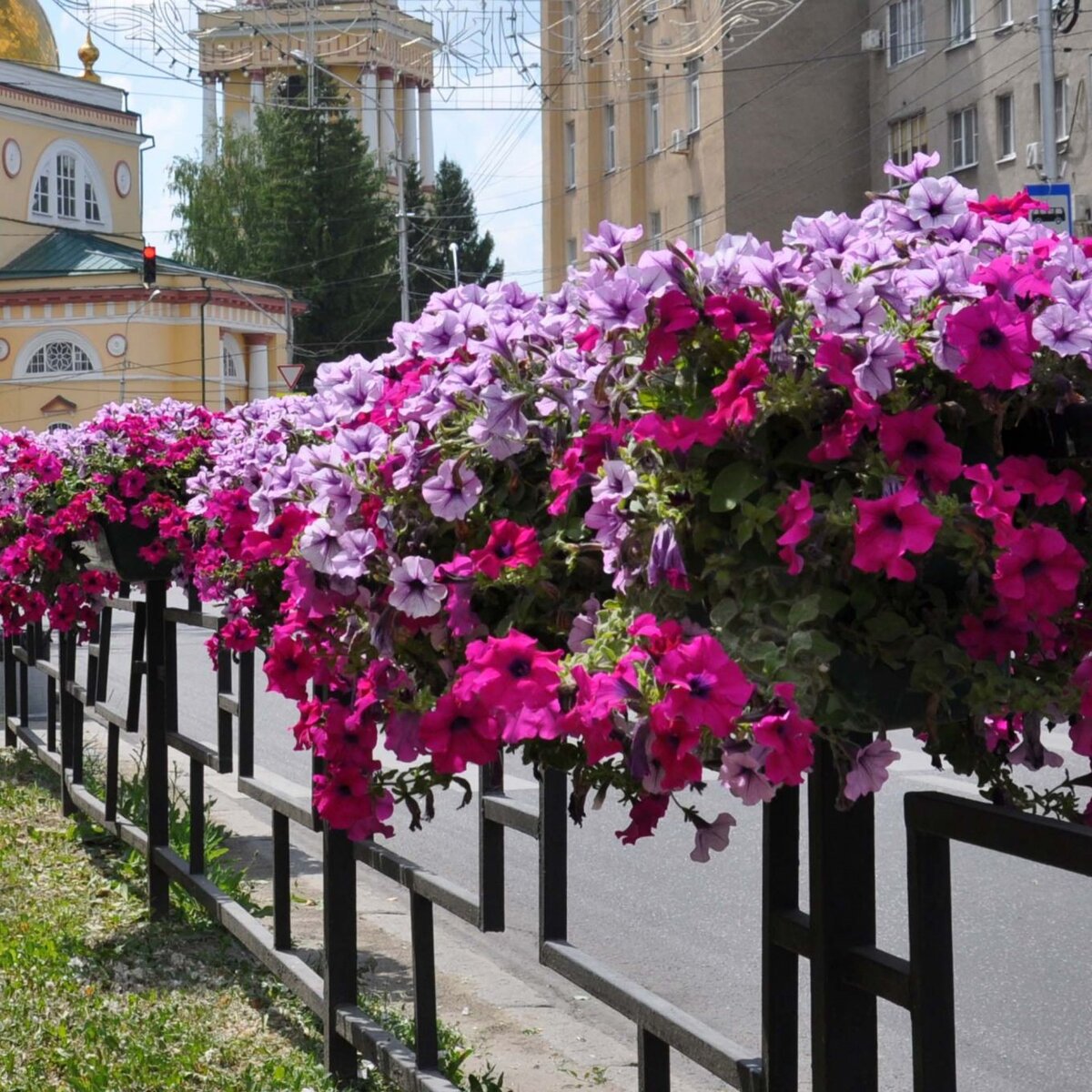 Петуния ампельная вертикальное Озеленение