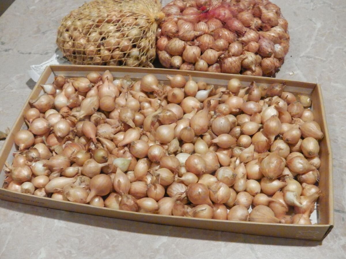 Яровизация лука-севка. Фото автора