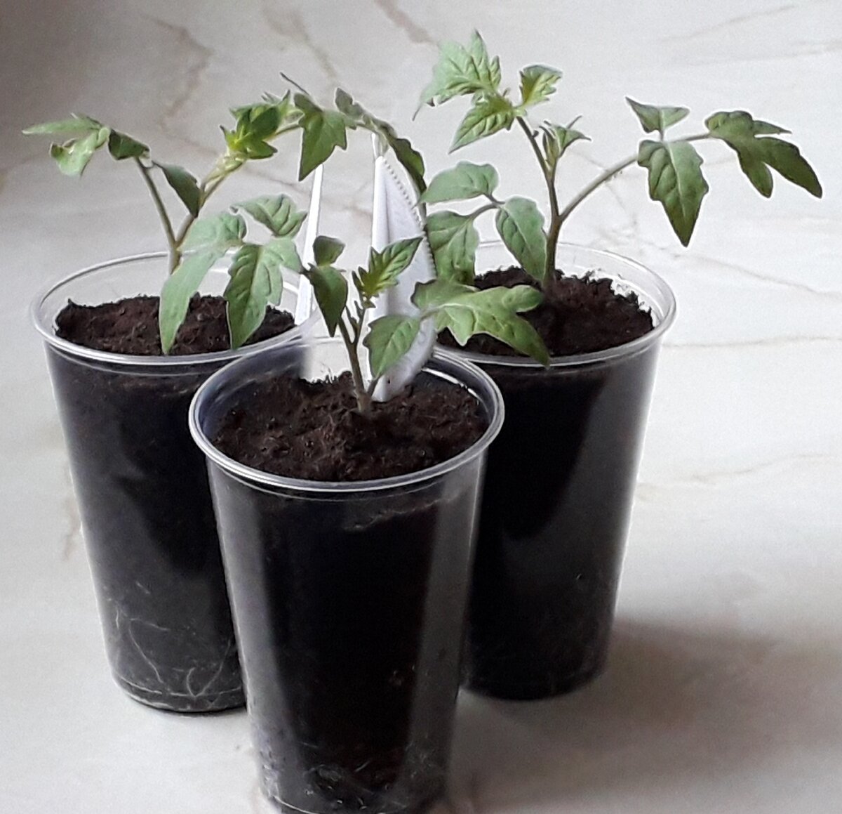 Детерминантные томаты, сорт Ультраскороспелые. Фото автора