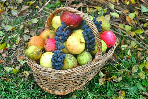 Люблю урожайные годы