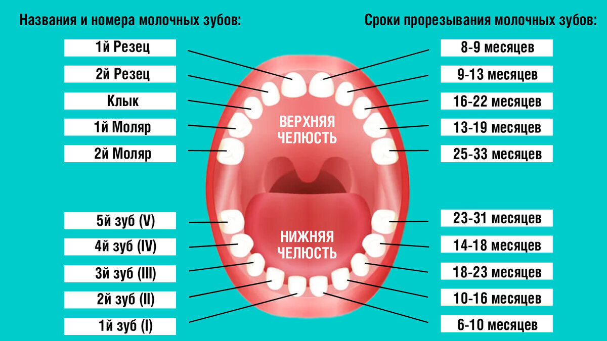 Через сколько прорезаются зубы. Коренные зубы порядок прорезывания. График прорезантя коренных зубов. Зубы у детей порядок прорезывания и Возраст молочные зубы. Порядок прорезывания постоянных зубов схема.