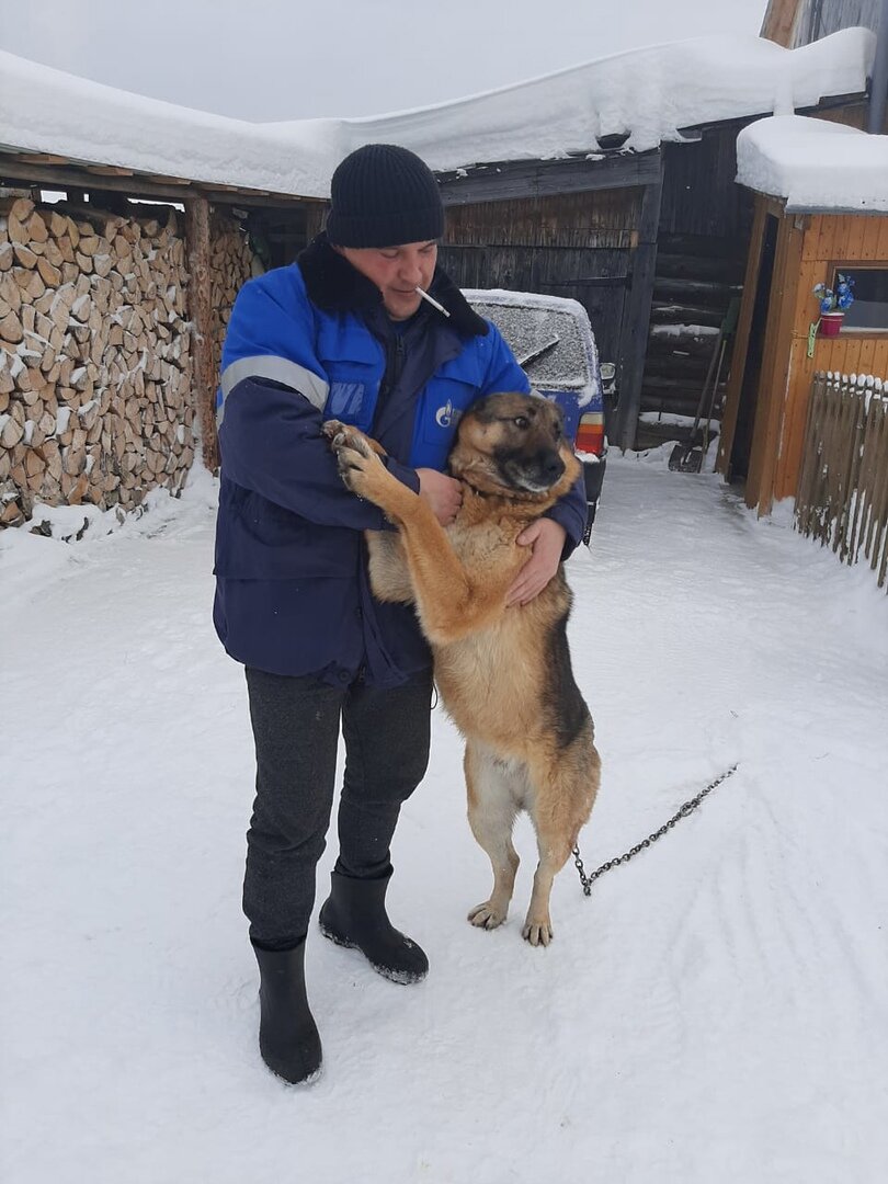 Фото привет из дома от Темы. Про этого пса я как нибудь расскажу, так как парень с историей которая окончилась хеппи эндом. Сейчас парень счастлив и здоров.