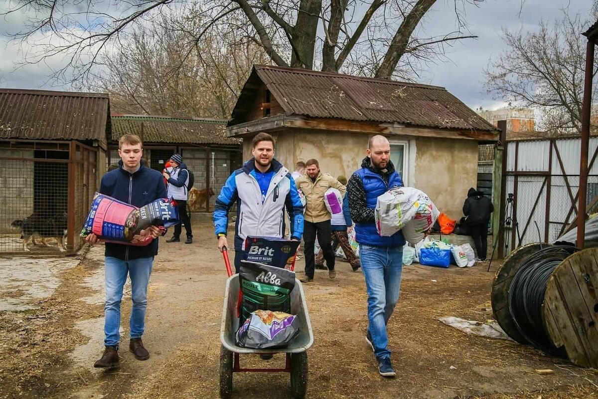 Собаки больше не кусачие!