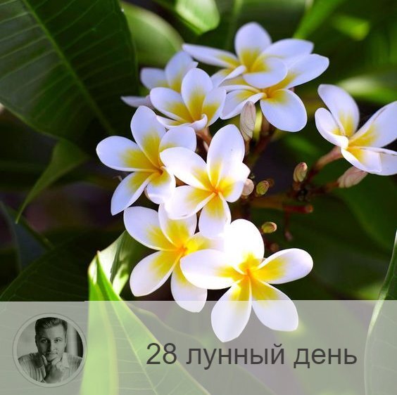 Подписывайтесь на наш канал, друзья!
28-ой лунный день с 05:48 10-ого по 05:58 11-ого. 🌷 Символ дня – лотос.
🌞 Это день солнца, постижения высших истин, алхимии души, обретения духовного сознание, раскрытия всех чакр, познания своих прошлых воплощений.
Хорошо работать с тонкими телами, и сновидения. Надо быть в хорошем настроении, контролировать свои эмоции. Хорошо сажать полезные растения и распространять добрые мысли. Полезно соковое голодание. Следует беречь голову и следить за артериальным давлением. Надо беречь зрение, поменьше читать, не смотреть на солнце и яркий свет. Нельзя рубить деревья, рвать и дарить цветы.
💤 Сны – вещие.
🎂 Люди, рождённые в этот день, могут быть самыми разными: или законченными циниками, или альтруистами, несущими в себе добро и свет.
💍 Камни – аквамарин, аметист.
💊 Процедура дня: очищение головы.
📿 Практика дня: надо весь день стараться быть в хорошем настроении, независимо от реальных событий в вашей жизни. Это испытание – путь к гармонизации вашей личности на физическом и ментальном уровнях. Попробуйте радоваться трудностям и испытаниям, которые сваливаются на вашу голову в этот день, находить в неприятностях позитивное зерно. Это трудно, но необходимо.

—————
⭐ Олег Персидский ⭐
Основатель крупнейшей онлайн школы но нумерологии ⇨ numeromagic.ru