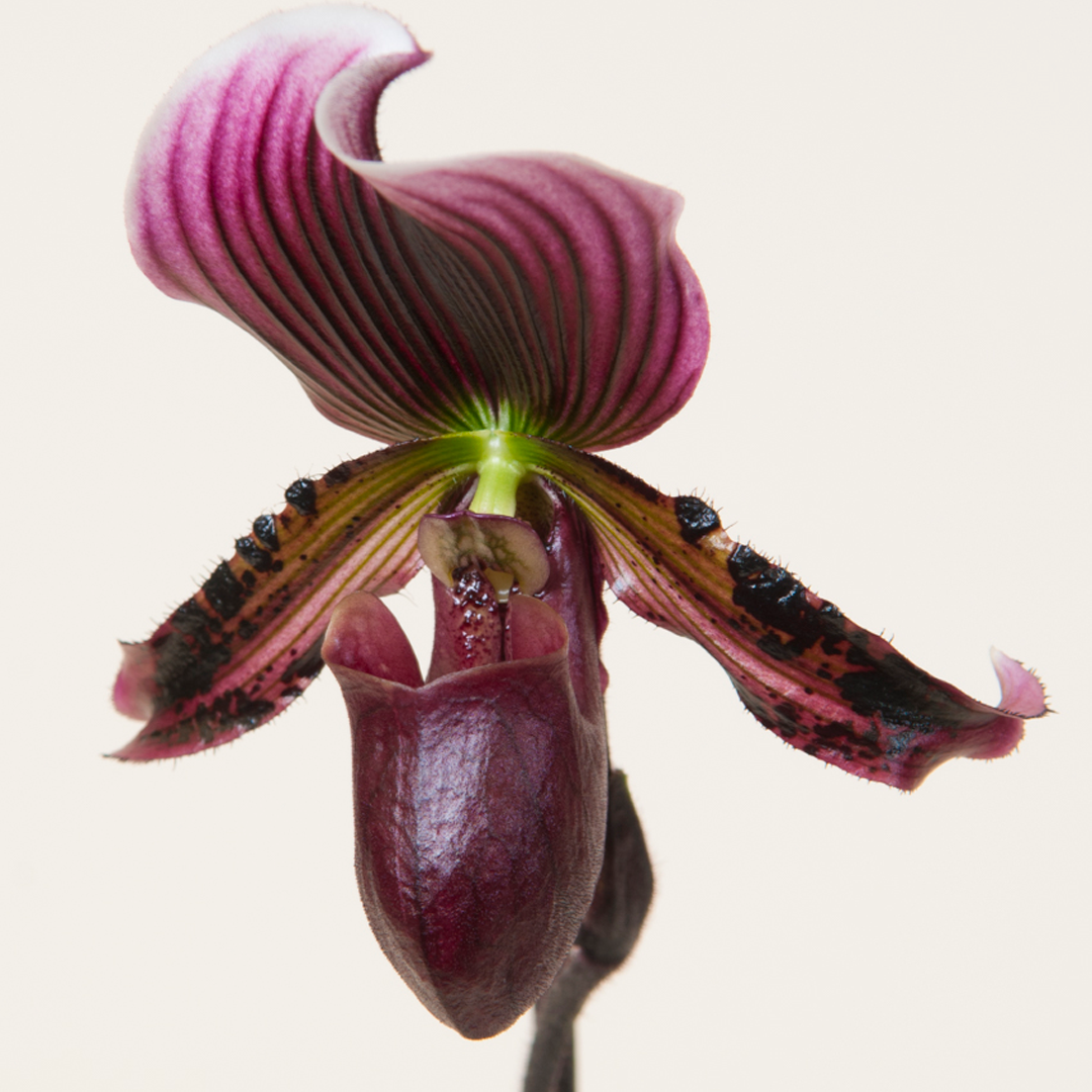 Paphiopedilum