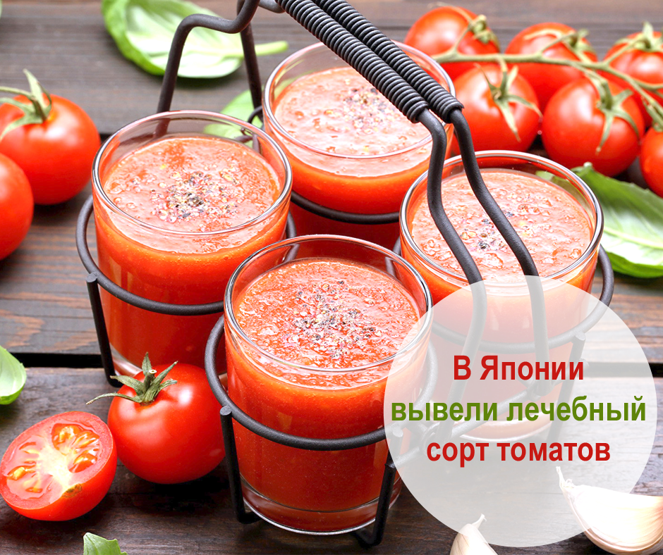 Чем вывести томатную пасту. Лечебные помидоры. Томат голодает.