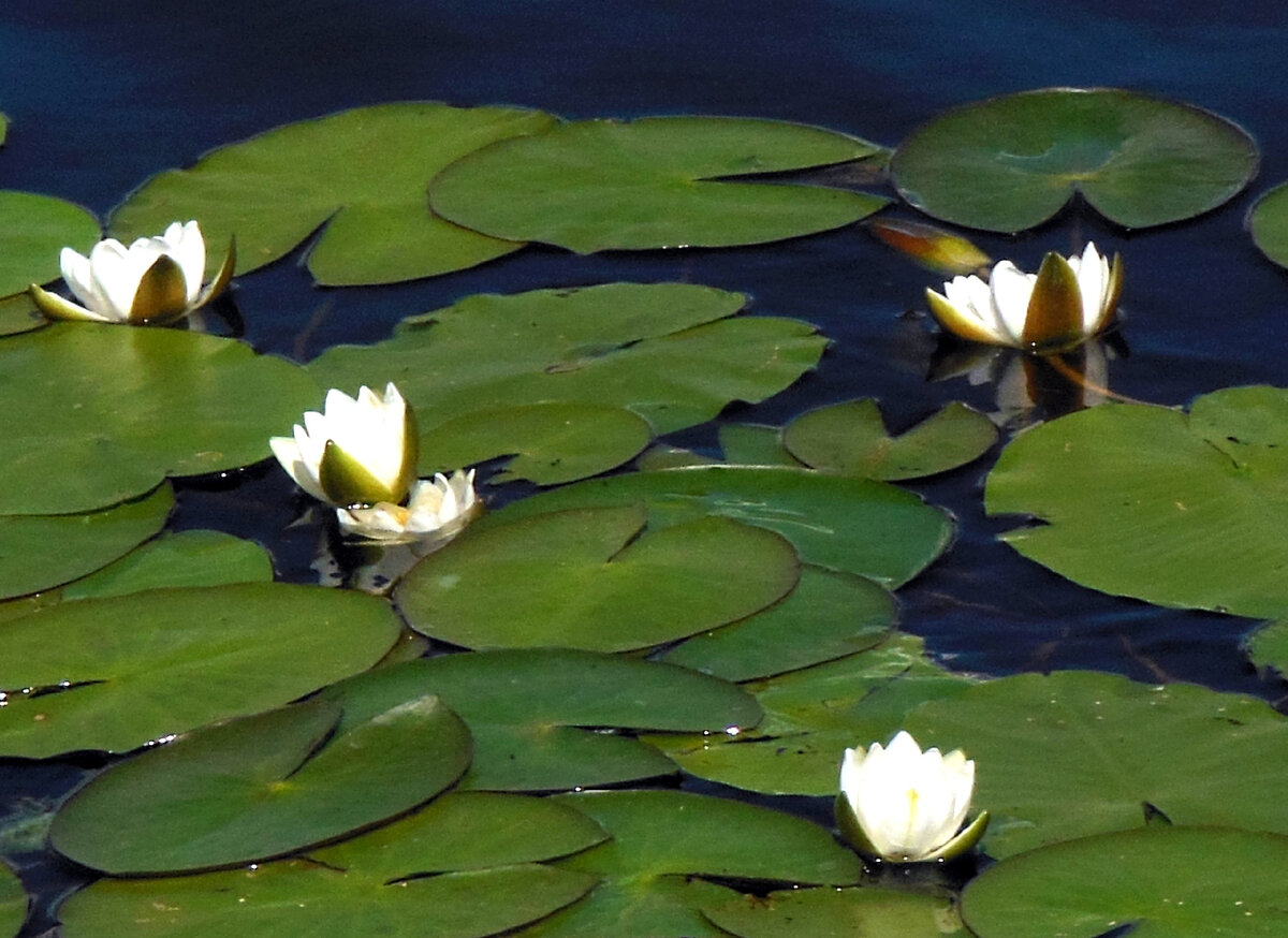 Водяная лилия растёт только в чистой воде (фото автора)