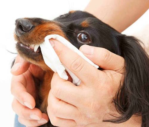 6 причин образования зубного камня у собаки: важные факторы, которые стоит знать