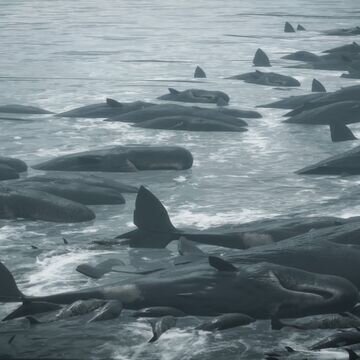 Кадр из игры Death Stranding, тёмная вода не от разлива нефти - это "хиралий".