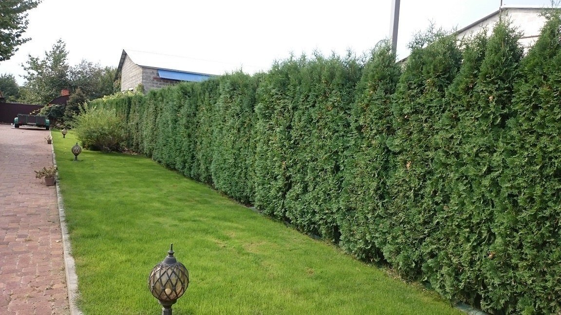 Туя "Колумна" - ещё не подстрижена.