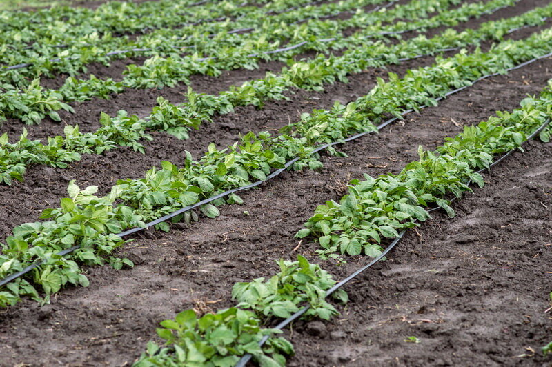 Картофель (Фото используется по стандартной лицензии ©azbukaogorodnika.ru)