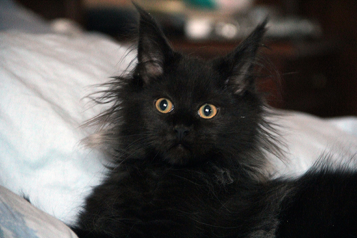 Первый день дома..  ноябрь 2016г.