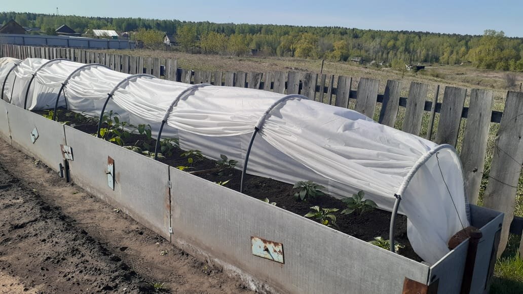 Перцы тут живут