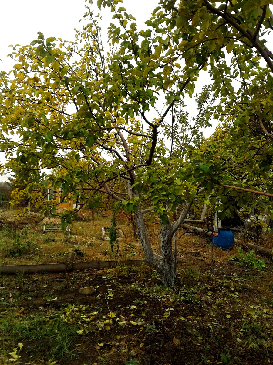 Старая яблоня.