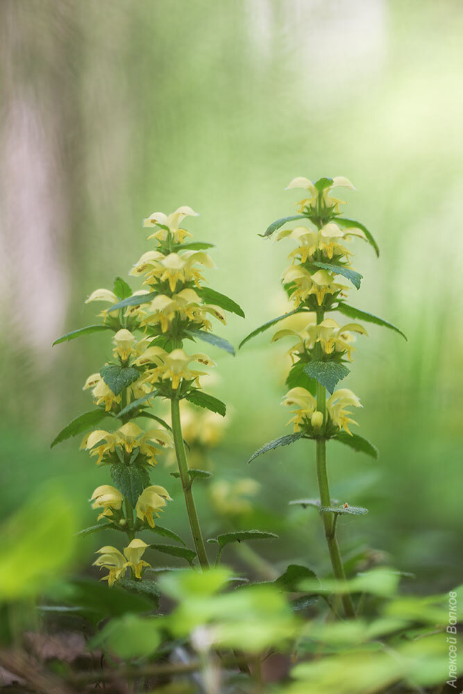 На Яснотку похожа, может она и есть?