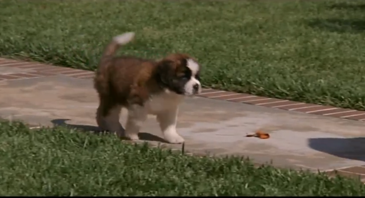 Разве он не золотце ?