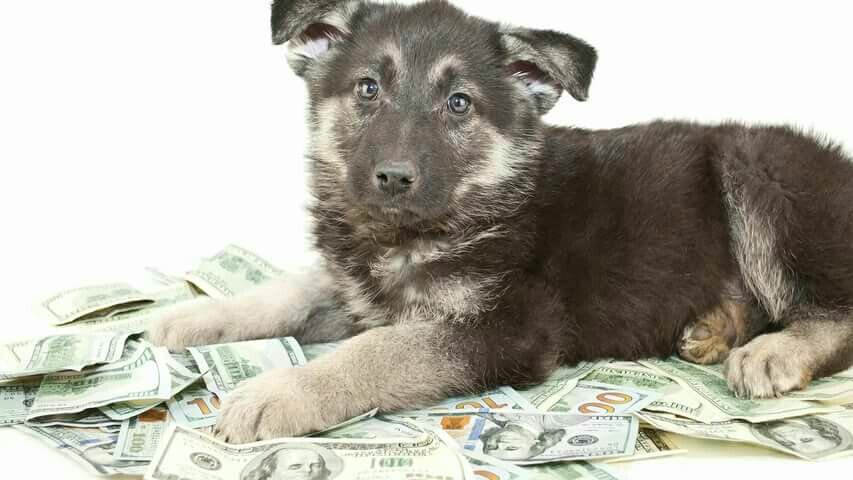 Деньги на щенках- работа мошенников.