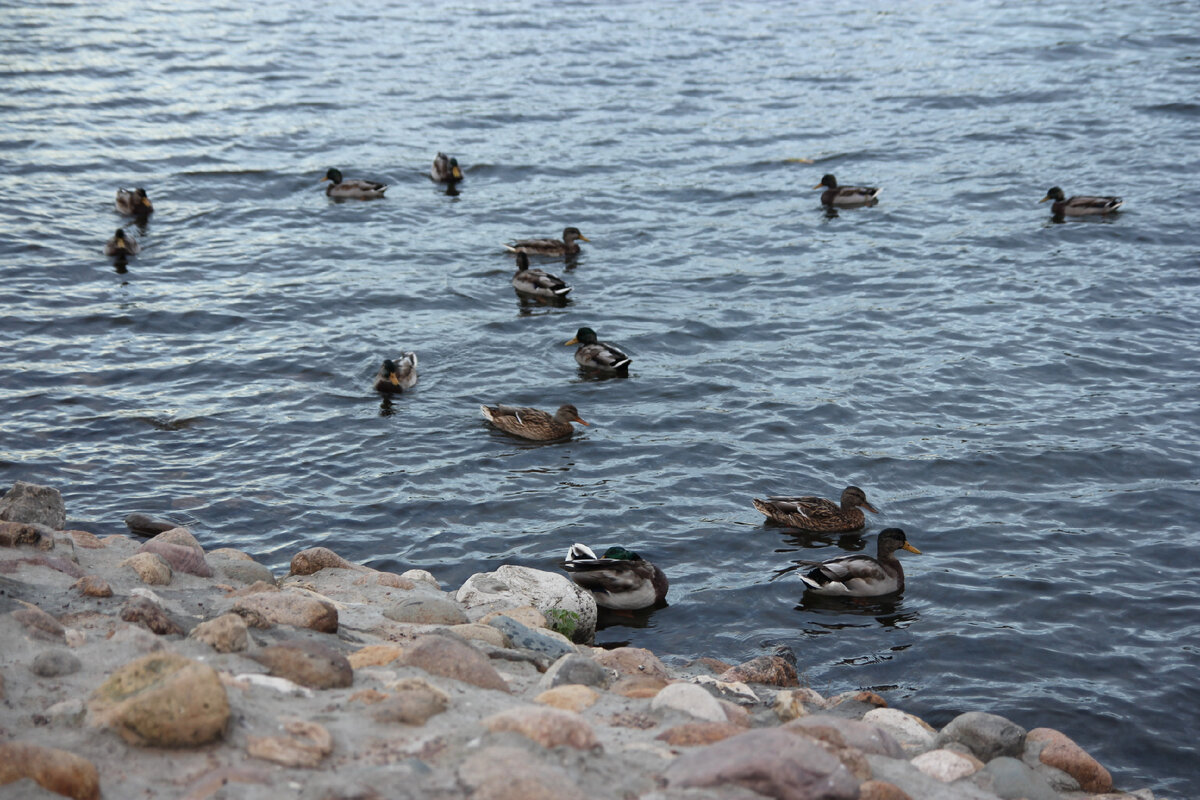 личынй архив - утки, речка