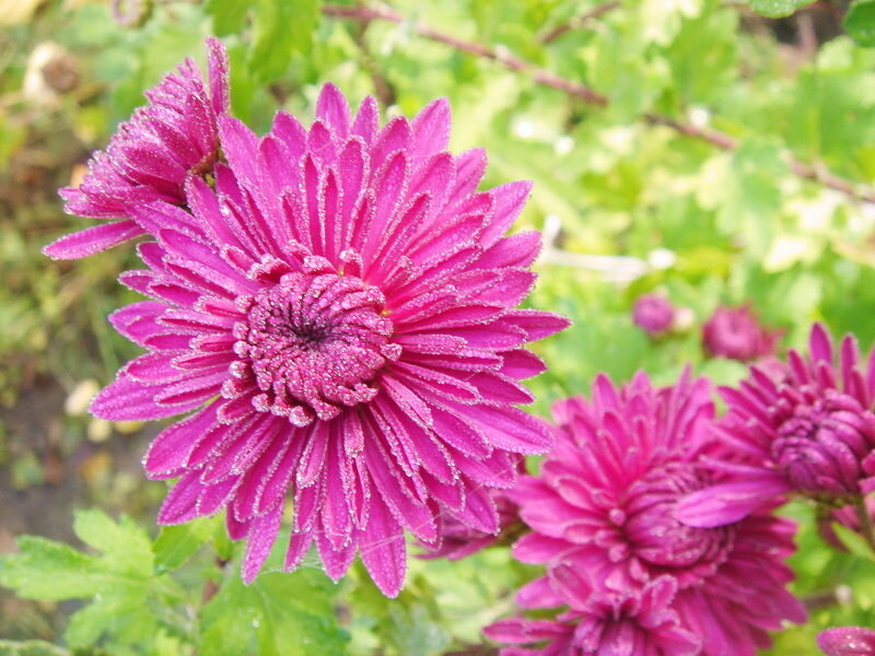 Астра. Иллюстрация для статьи используется по стандартной лицензии ©ofazende.com