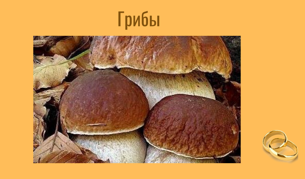 Белые. Их много в Тульской области.