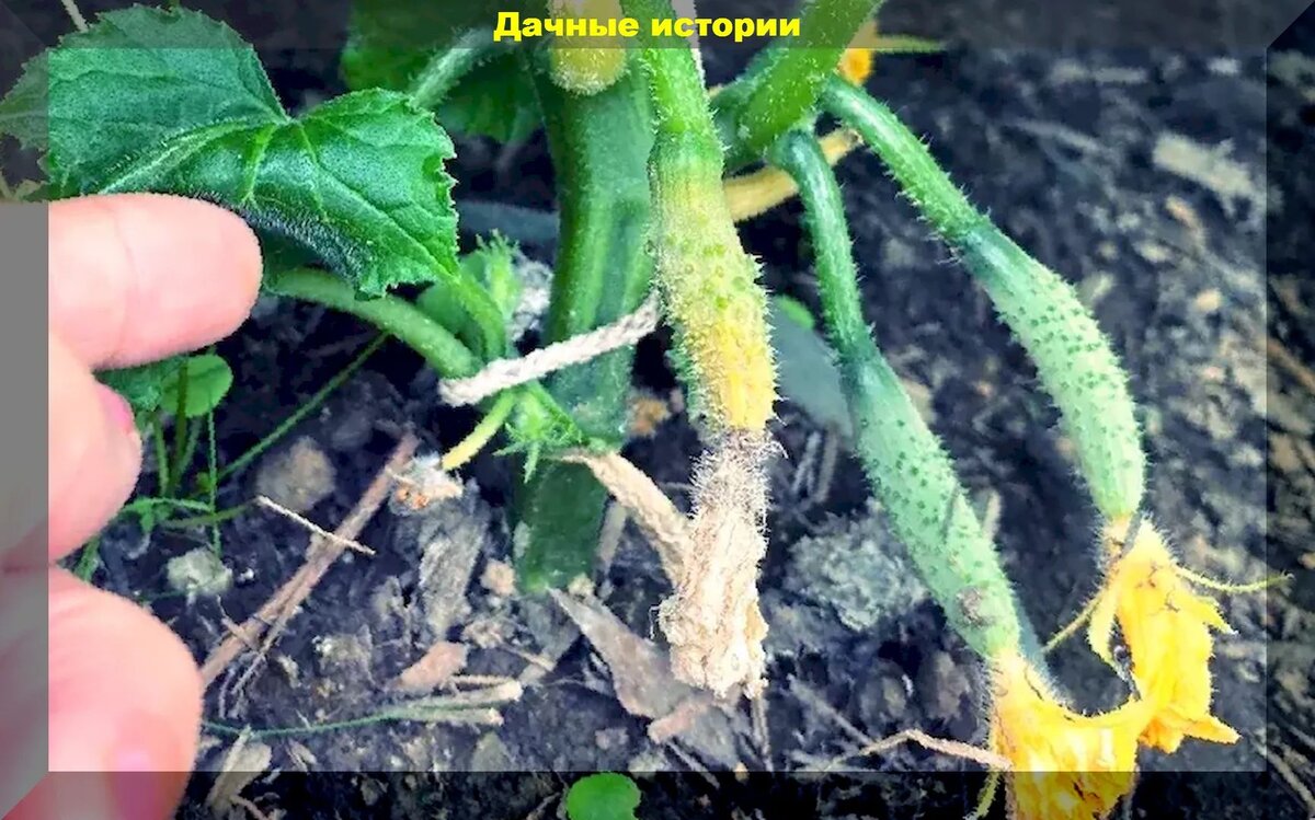 https://vk.com/photo-159774511_457247907