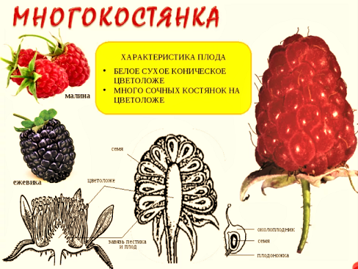 Малина тип плода. Строение плода малины. Строение ягоды малины. Многокостянка малины строение. Строение цветка малины.