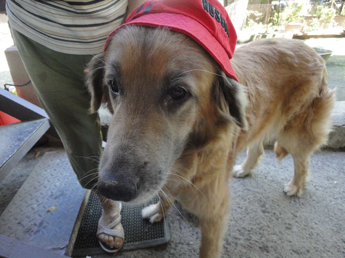 чудеснейшая хозяйская собака!