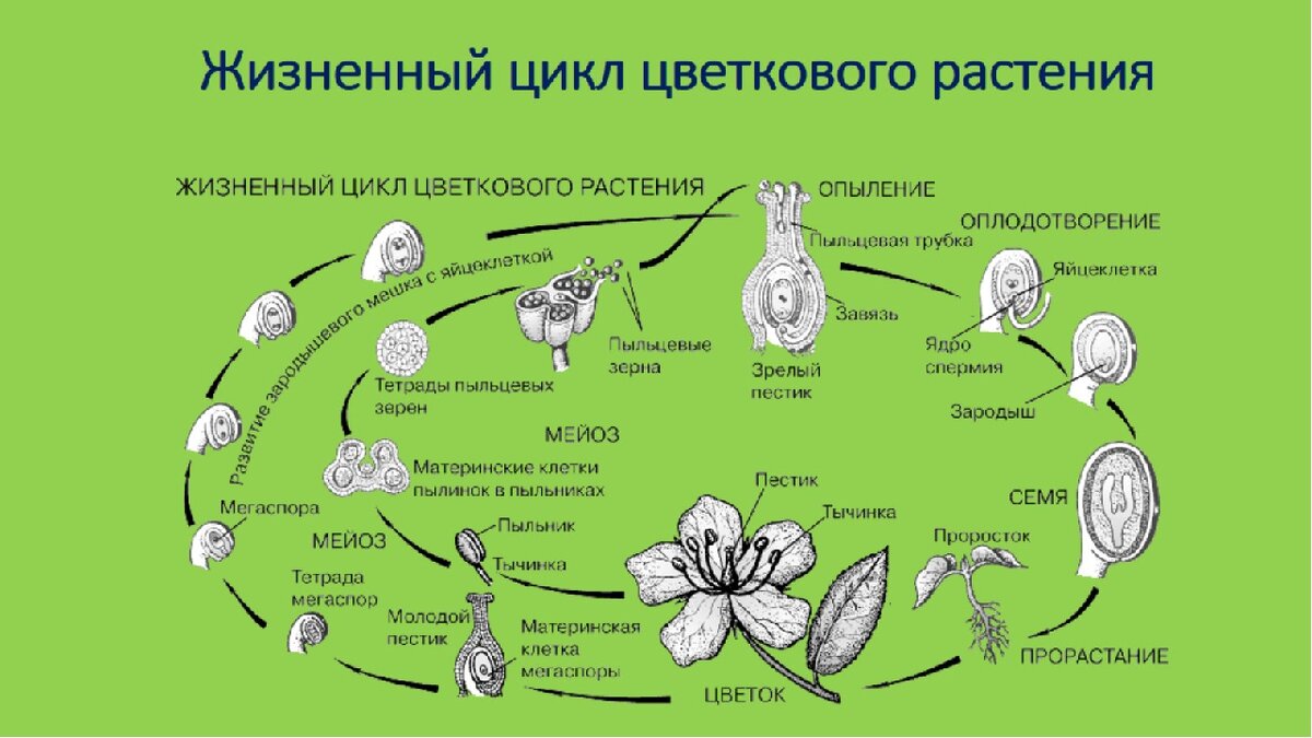 Схема жизненного цикла цветковых растений 6. Цикл развития покрытосеменных растений схема 6 класс. Цикл развития цветковых растений схема. Жизненный цикл этапы жизненного цикла биология 6 класс. Какой набор хромосом гаметофита