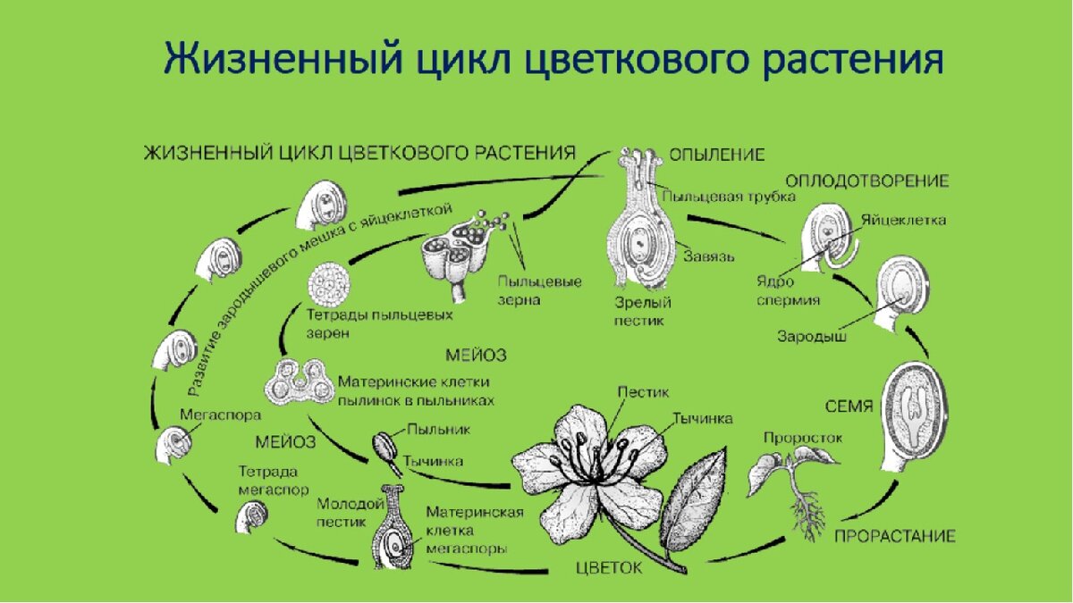 Генеративная среда. Схема жизненного цикла цветковых растений 6. Цикл развития покрытосеменных растений схема 6 класс. Цикл развития цветковых растений схема. Жизненный цикл этапы жизненного цикла биология 6 класс.