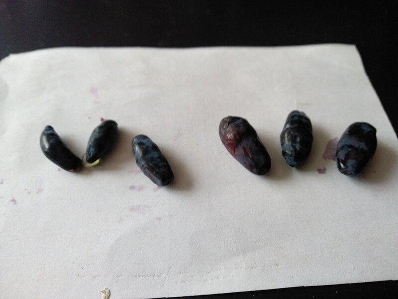 Ягоды жимолости:  слева кислые, справа сладкие и раннего плодоношения