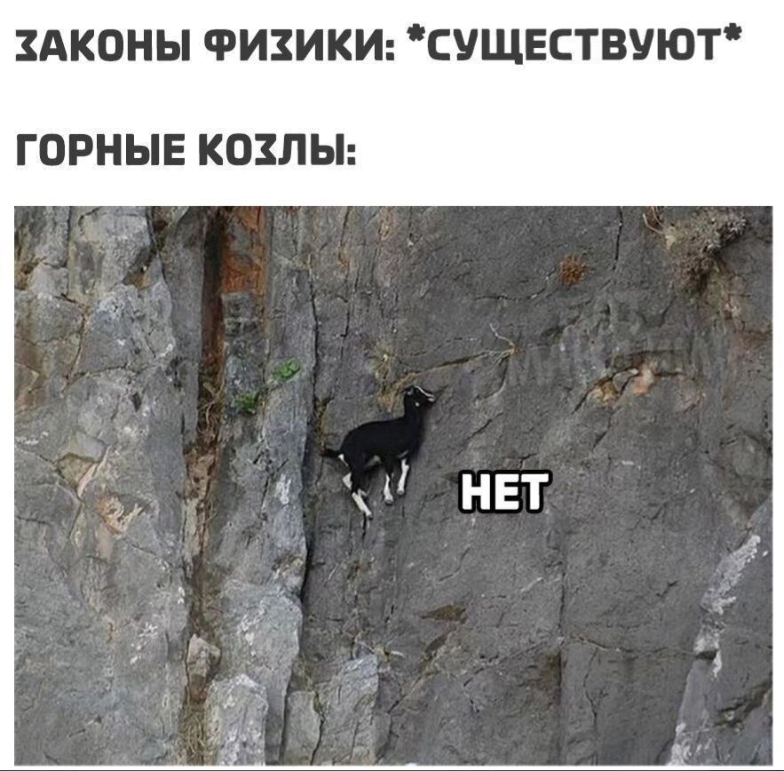 Я не договорила мем женщина. Горные козлы приколы. Горный козёл мемы. Горные козлы Мем. Я не договорила горные козлы