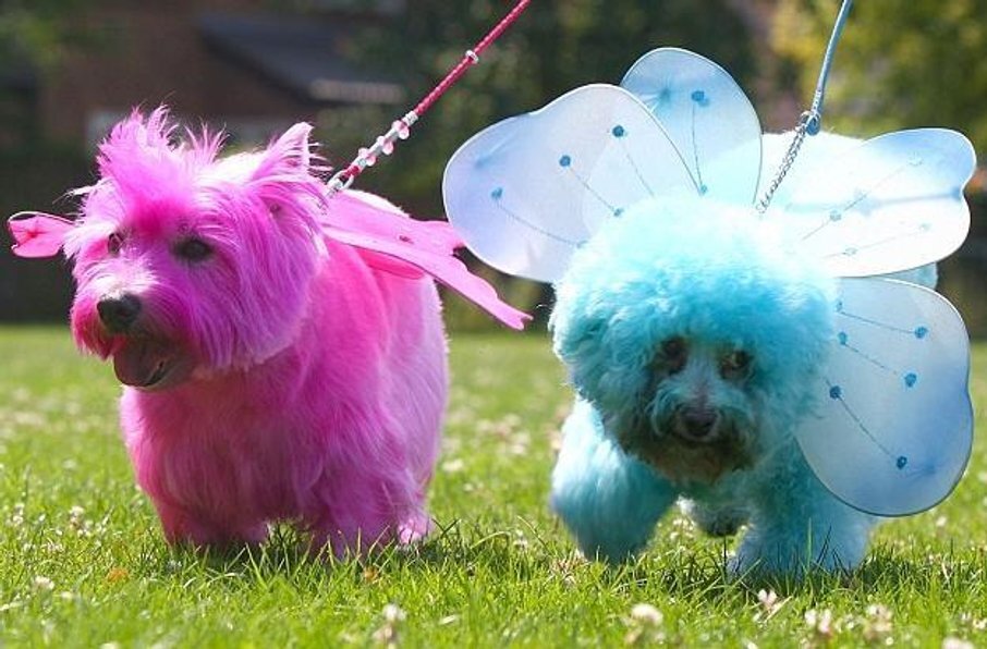 крашенные собаки