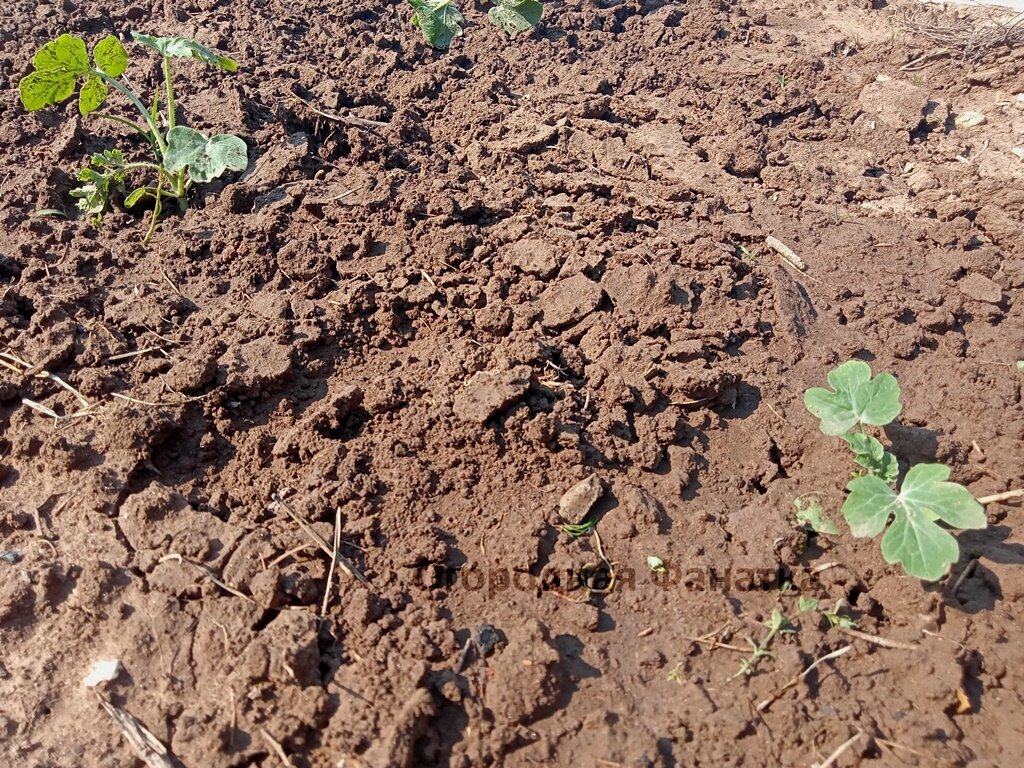 Вот такие арбузы сейчас на открытой почве: сидят уже месяц без движения