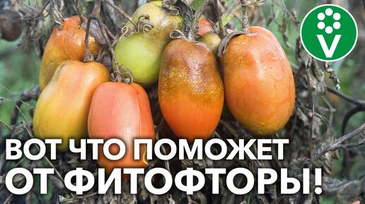 ВАШИ ТОМАТЫ НЕ ЗАБЕРЕТ ФИТОФТОРА, если сделаете так!