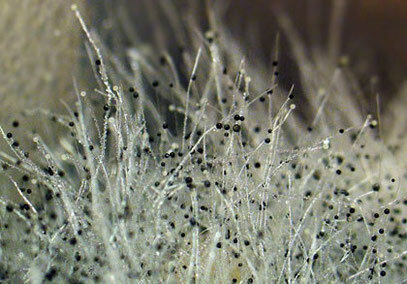 spergillus niger (черная плесень).