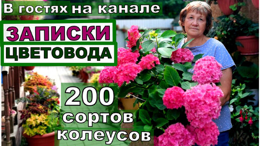 200 сортов разноцветных КОЛЕУСОВ, прекрастные гортензии, розы на канале Записки Цветовода