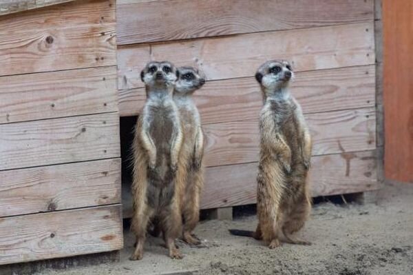 Источник фото: vk.com/rostov_zoo_official