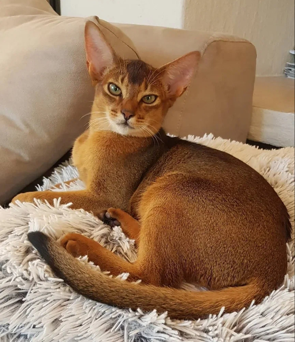                    Абиссинская кошка