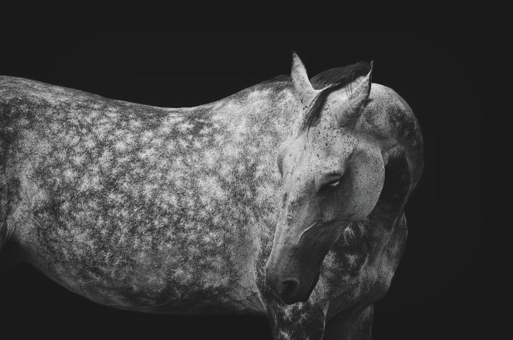 По своей природе лошади - довольно пугливые и трепетные животные.