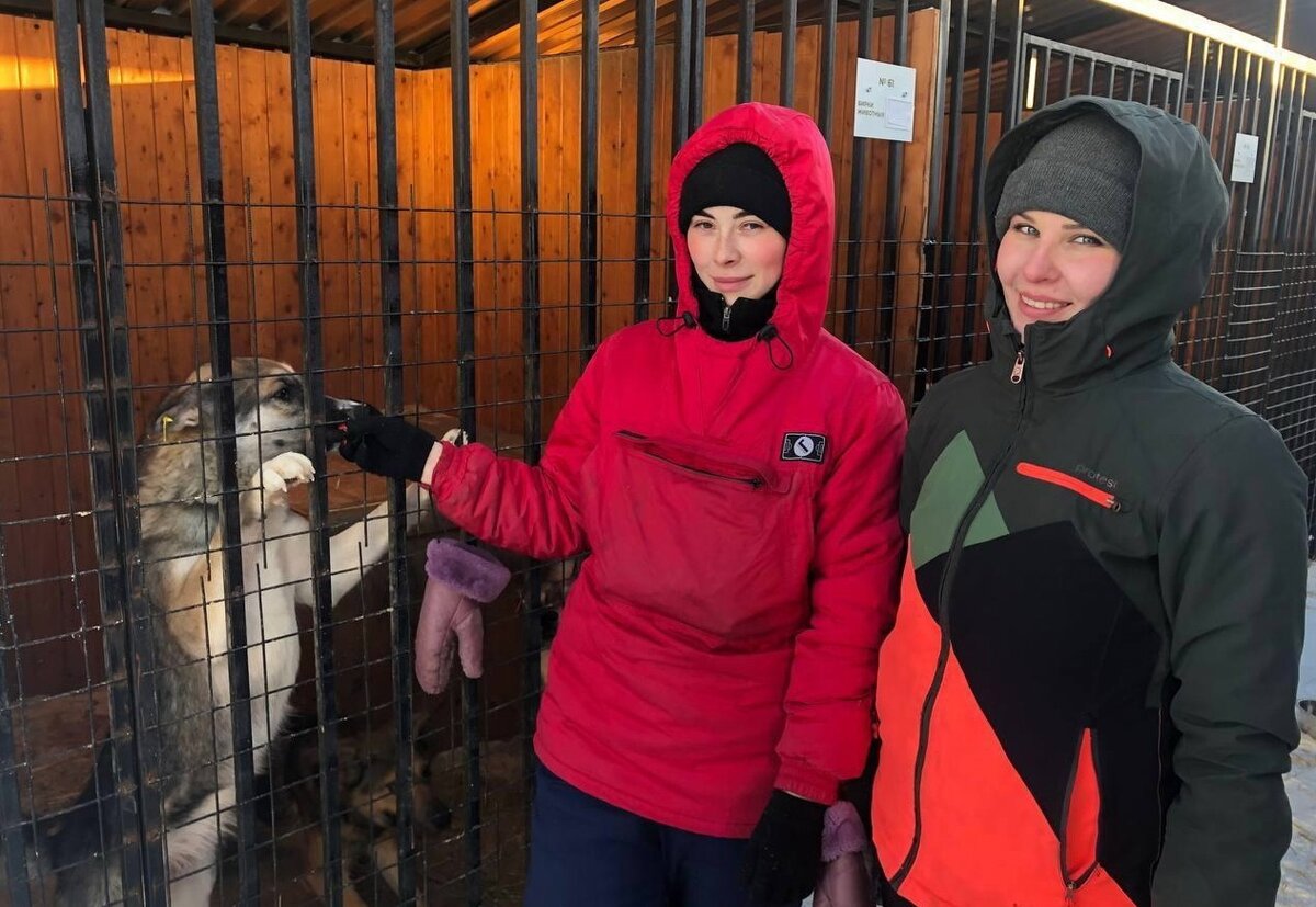    Жителям Нефтеюганска и Нефтеюганского района предлагают забрать собак из нового приюта в Сингапае