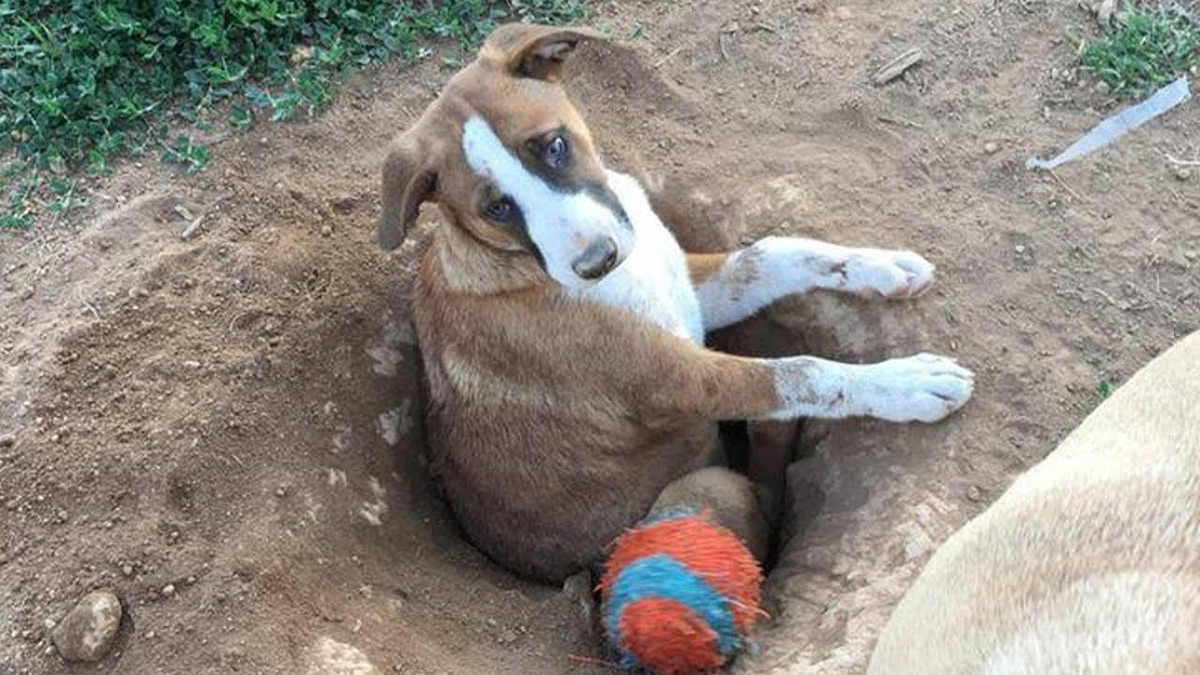 Собака роет ямы во дворе: причины и что делать